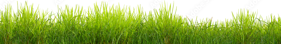 This image has an empty alt attribute; its file name is png-2AdobeStock_537398152_grass.png